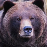 Lonely Bear