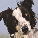 Italian Greyhound