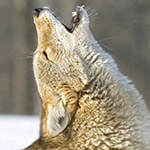 Cayote Moon
