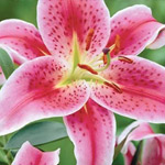 Spider Lily