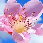 Cherry Blossom